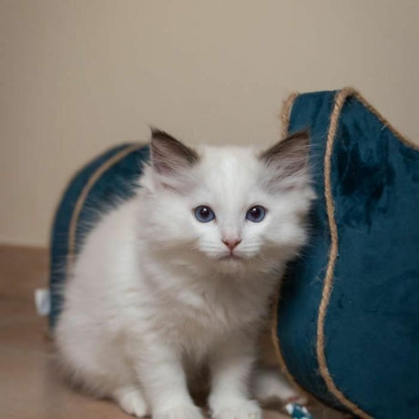 V3H646FA2F8D553A0E098FA8DAB482784F0R6669443P5