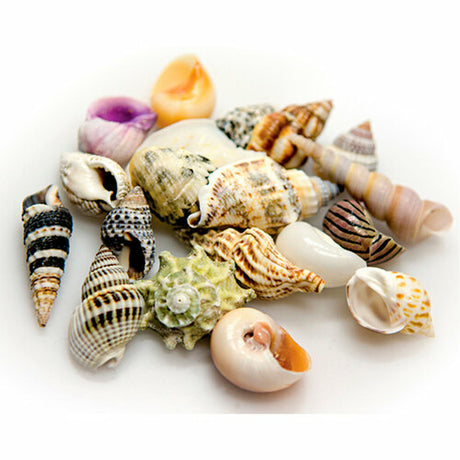 V6H21BDFF10EF776E6337ED48AF0D85D273R7450818P2