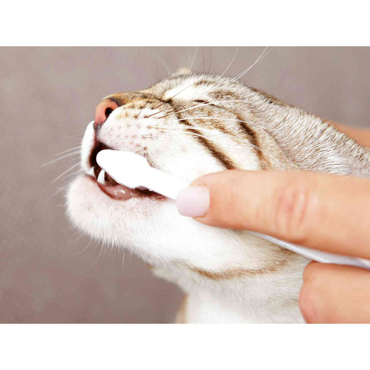 V6HBE484B6E8AA39332E4E3BCEFD784070CR7444250P8