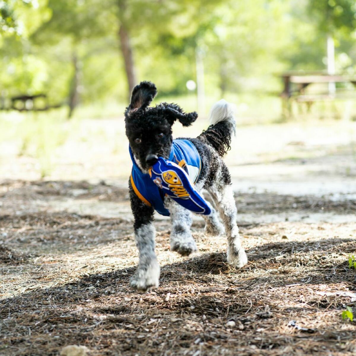 V4HDCF38C1D65592D9A0CC25902AC4F3C51R7021567P2