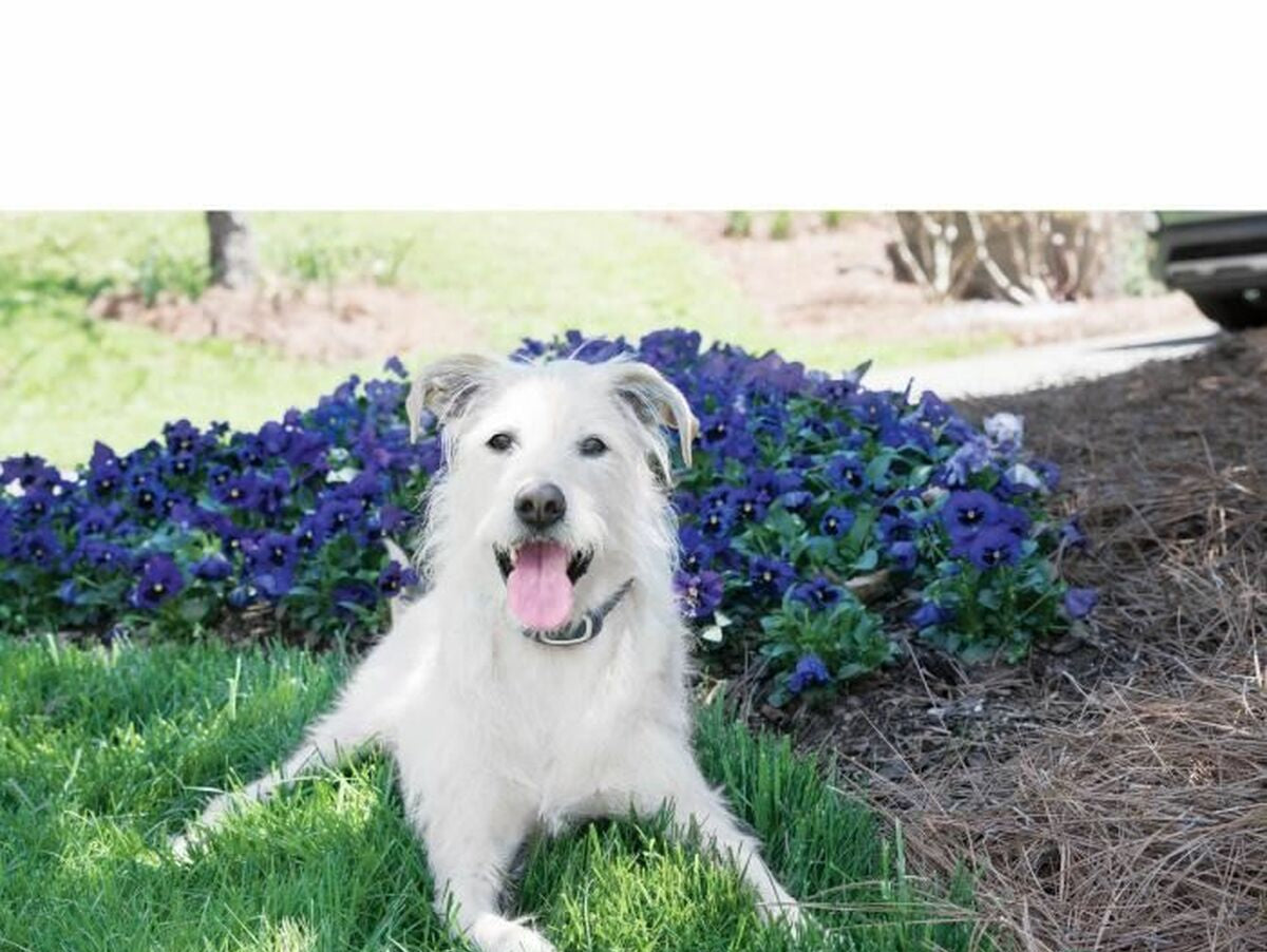 V5HED64785AF067A08268284CB13A6FA40DR5763546P6