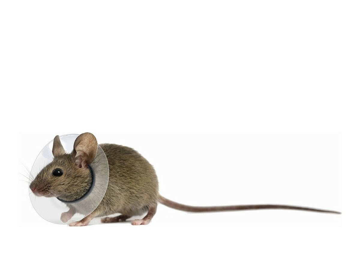 V12HC5311F8B7CF14CB27749589F45A933D0R4262290P1