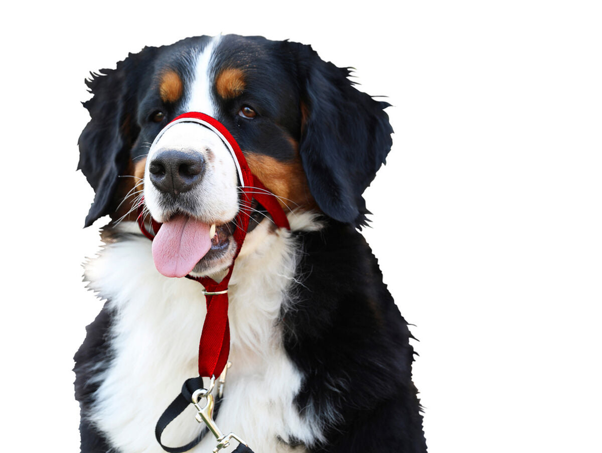 V10H51EFBAAE0839C87AFB2ED3E3EDE9ACE7R3725554P4