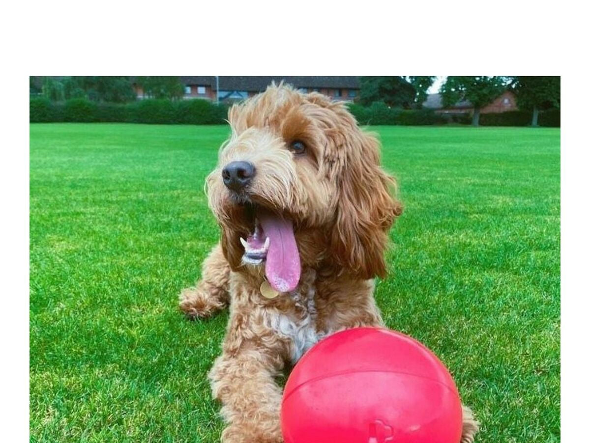 V13HAEBEF3195BC3B64316389C498D302849R3931072P2