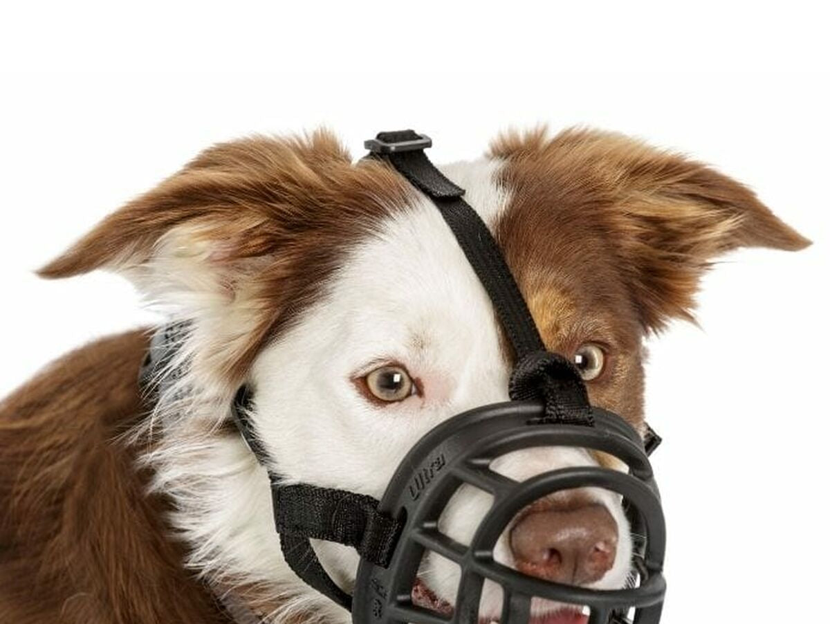 V6H70D917B635BA03C73A92A5BCA57D1A3BR5327518P5