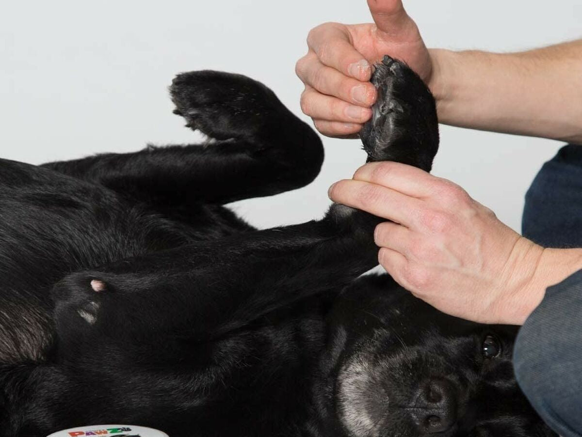 V5H420793D80DDEB706C5756DAD9A7D569CR5595059P5