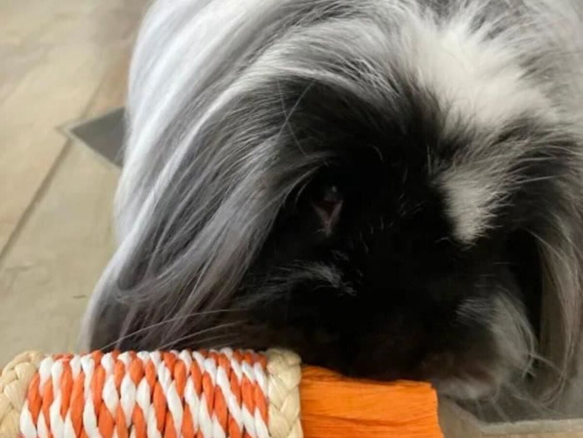 V2HDA6E54B81C18857D890EC61870718ADCR7436881P2