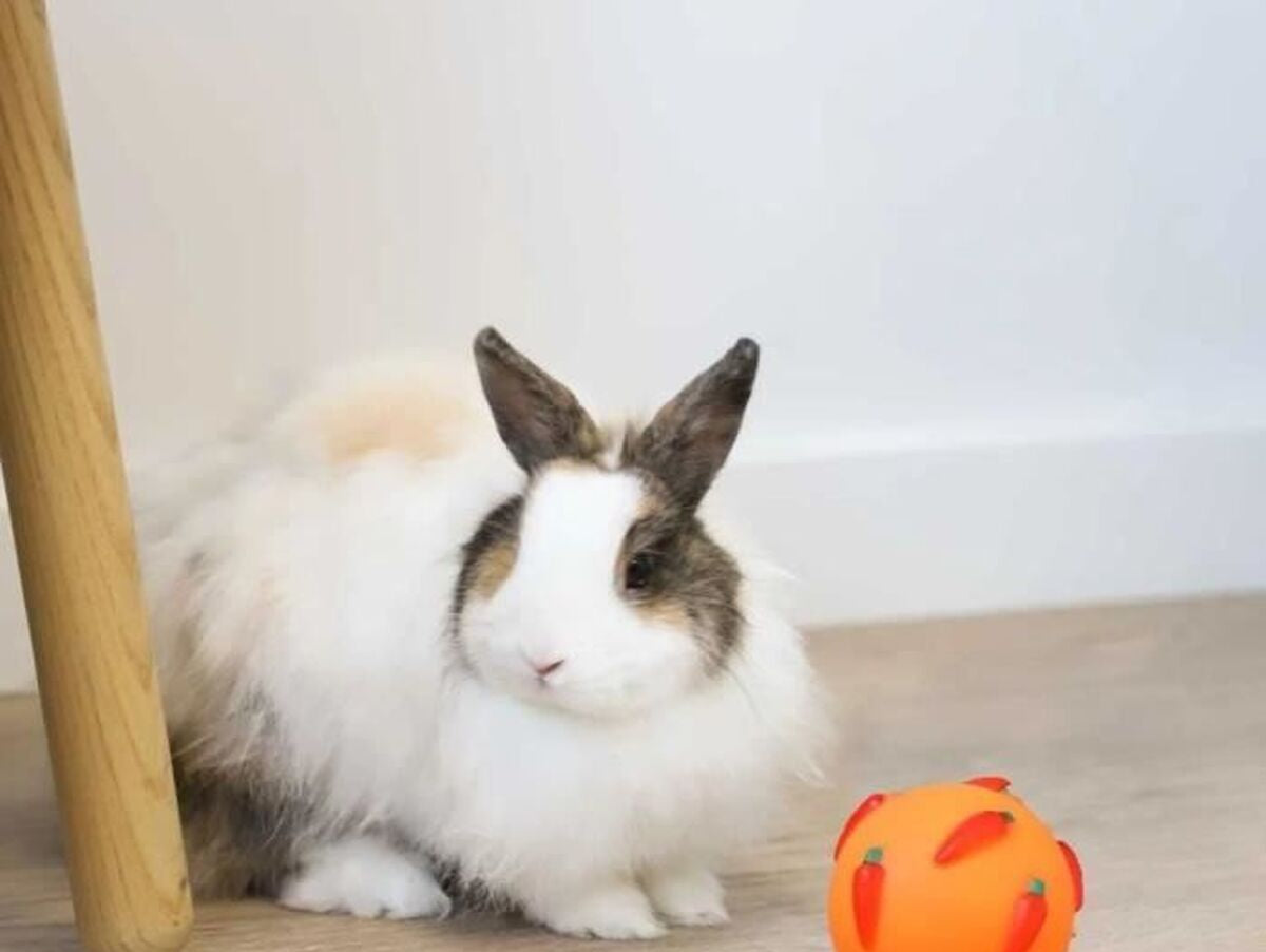 V2HC54F20FAC1E779A9E8FCE4CF4DBECF67R7437143P3