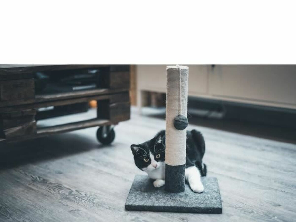 V8H8E54ABA154C1027681DDC24F39A974B0R6623305P3