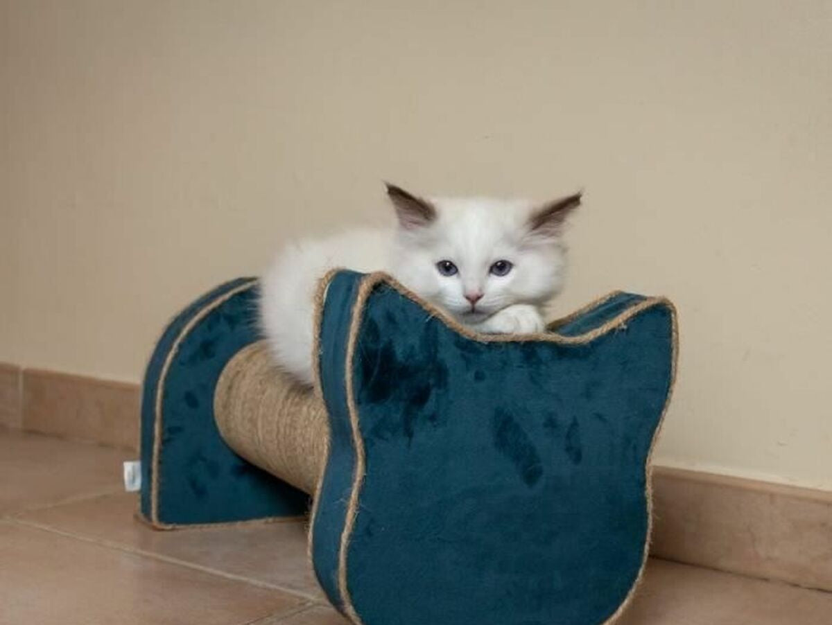 V5H7F9E4A0168AB52A011E1885698552BE6R6669441P4