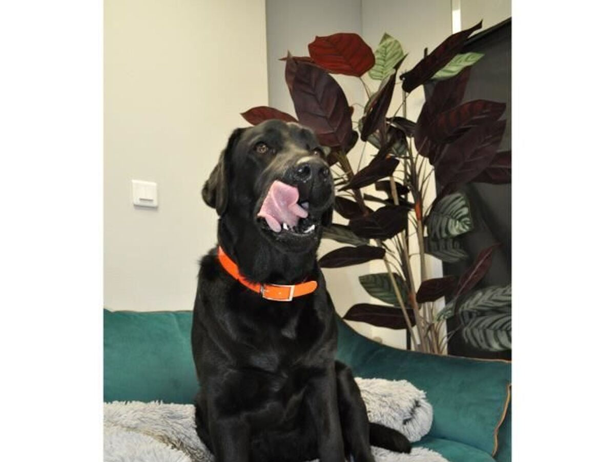 V2H9BA708F77A586F0064B67E779F295254R7437050P7