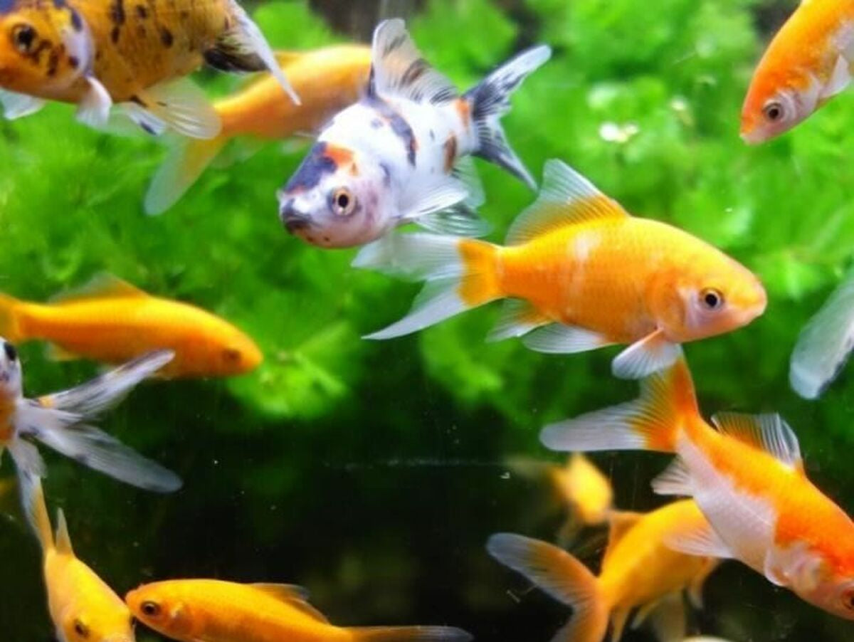 V4H5AE68E90829418302E5EEC369676C40ER7142600P3