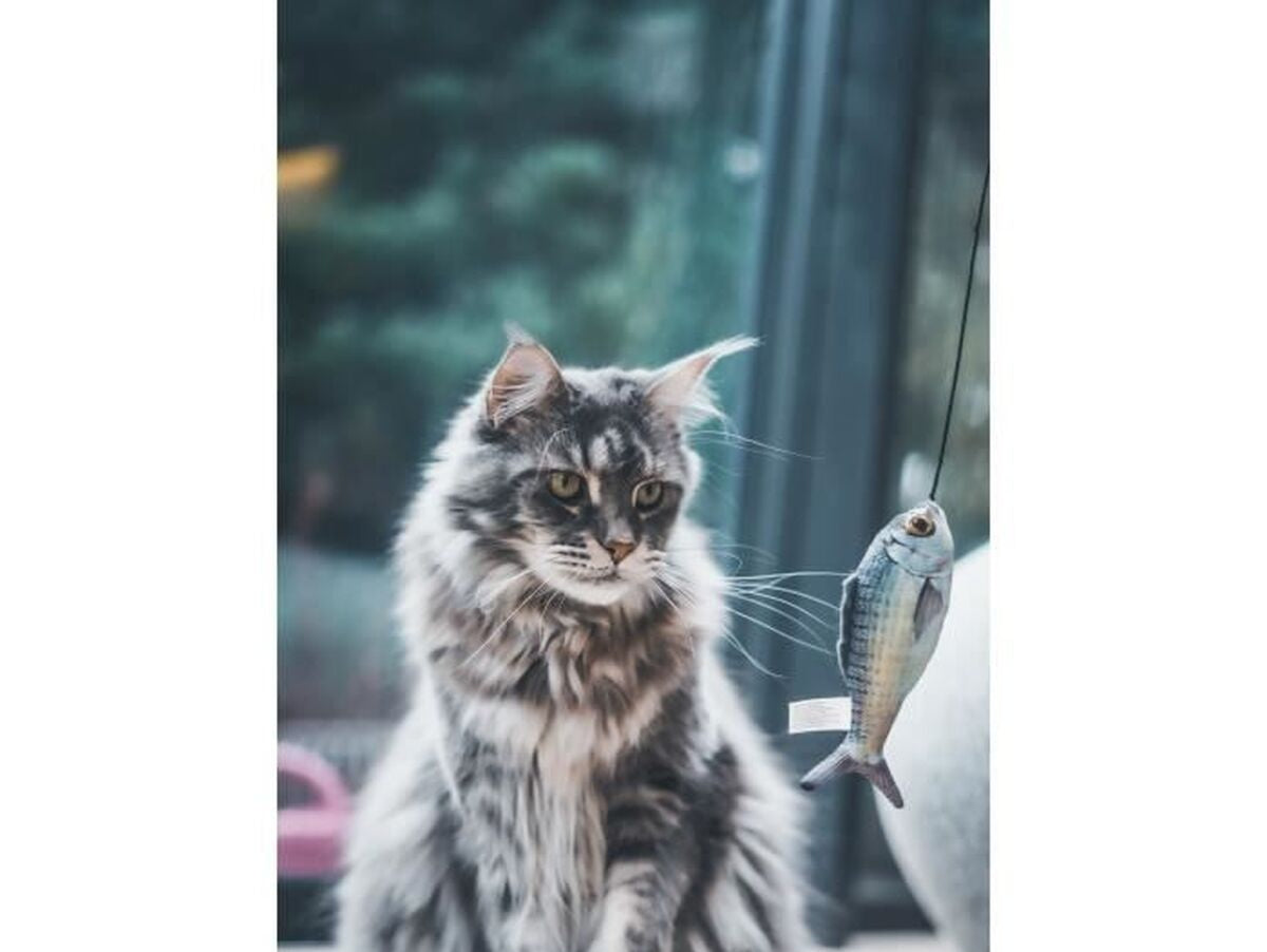 V2HB010CBA1A02F61A6347F3B5D8323C5CCR7436891P3