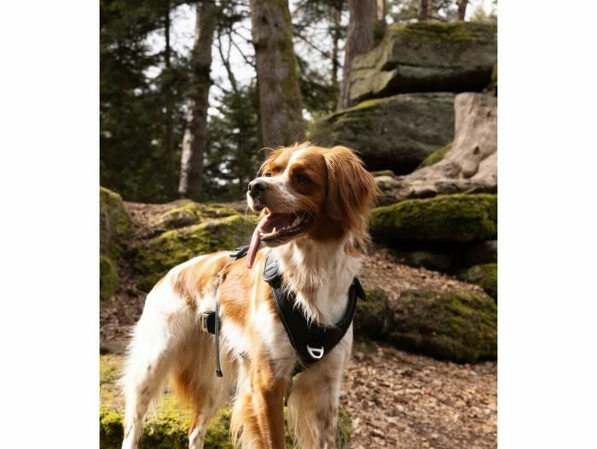 V7HE6D4EB4CFDE231B7B26C46AFF29045E1R5293575P6