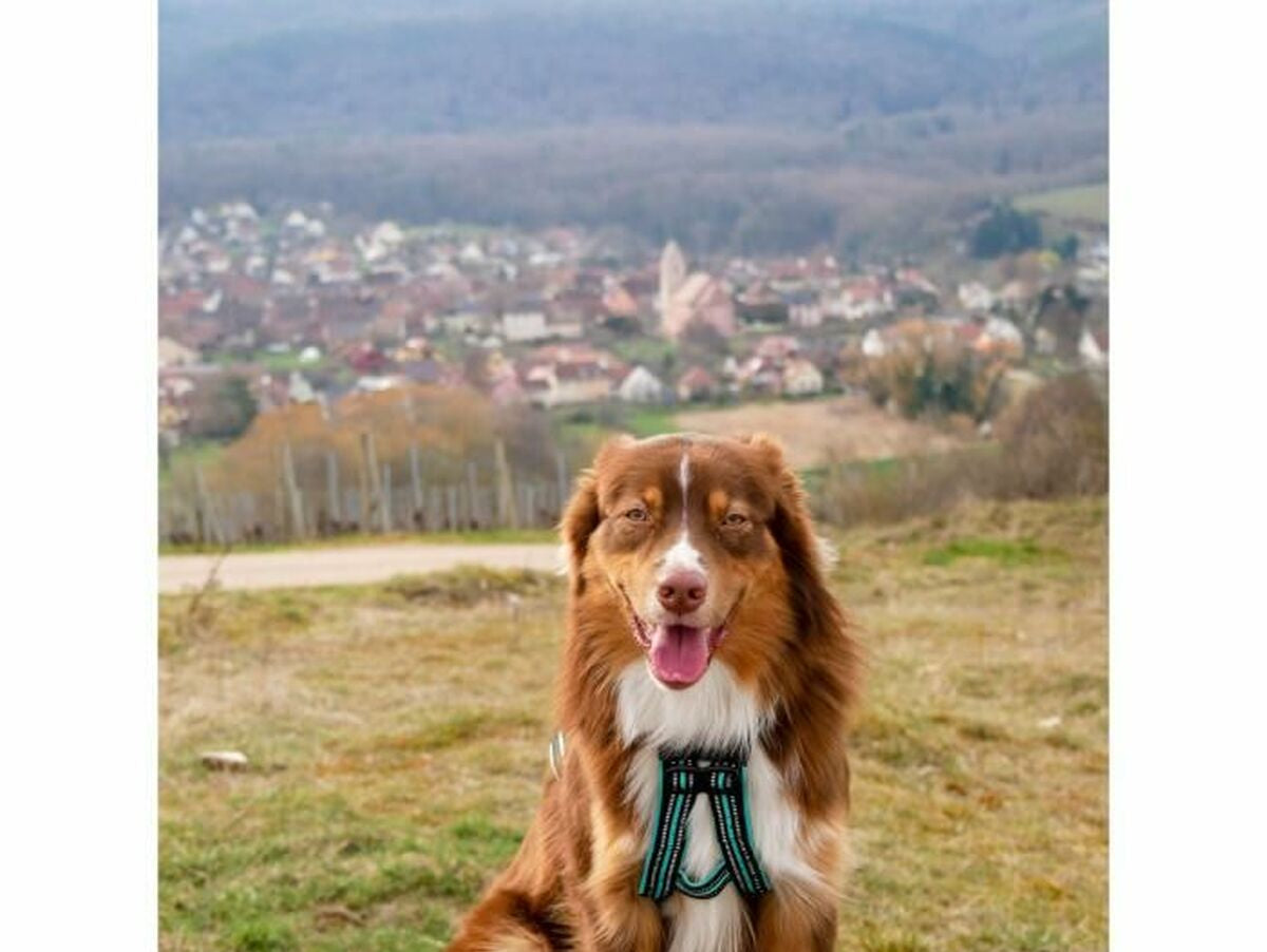 V6H6C58881DFE70B3D345B87907C30F8D63R5293565P3