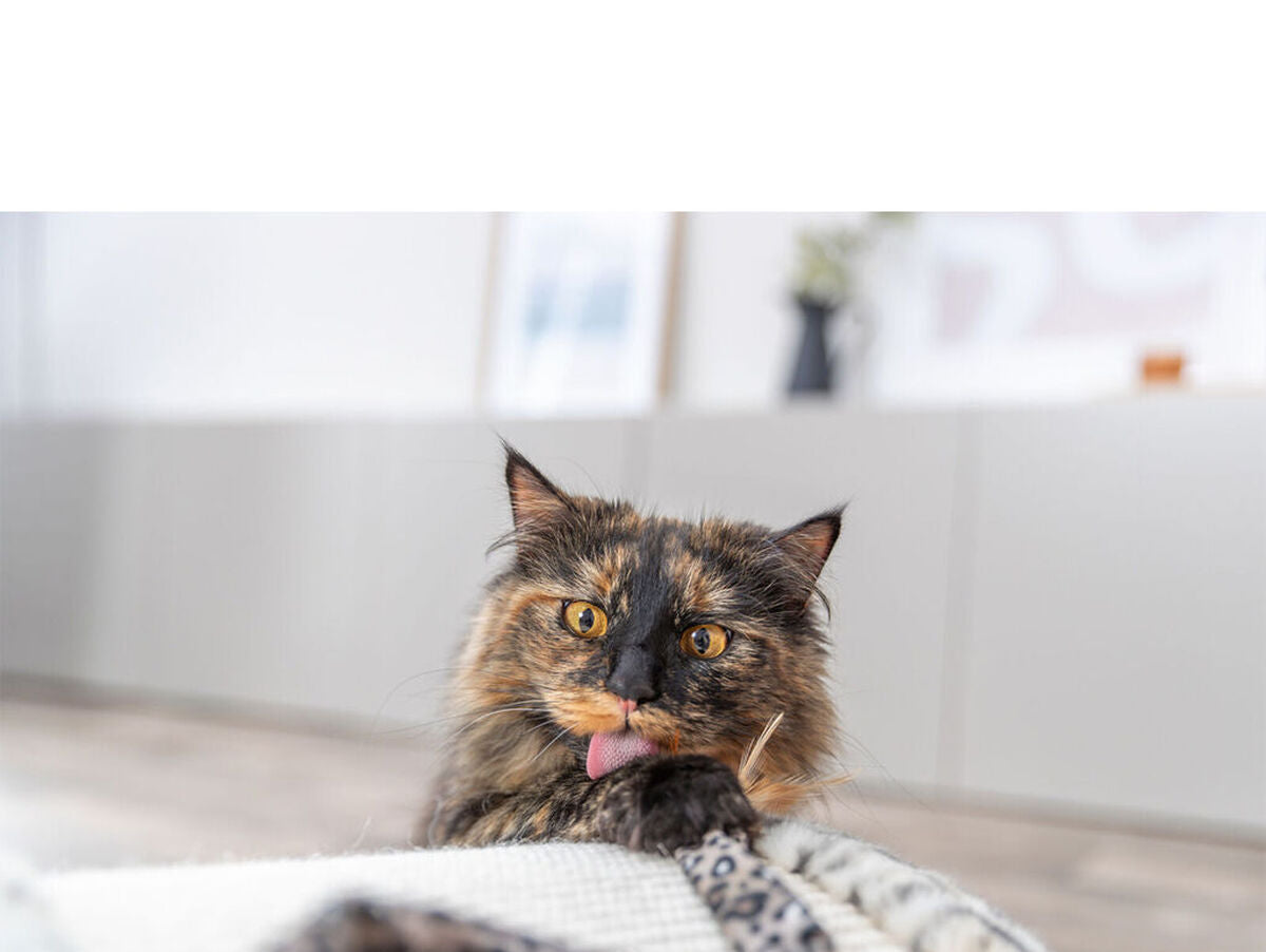 V4HA822D48794574151F126AB7E6123242ER7431711P7