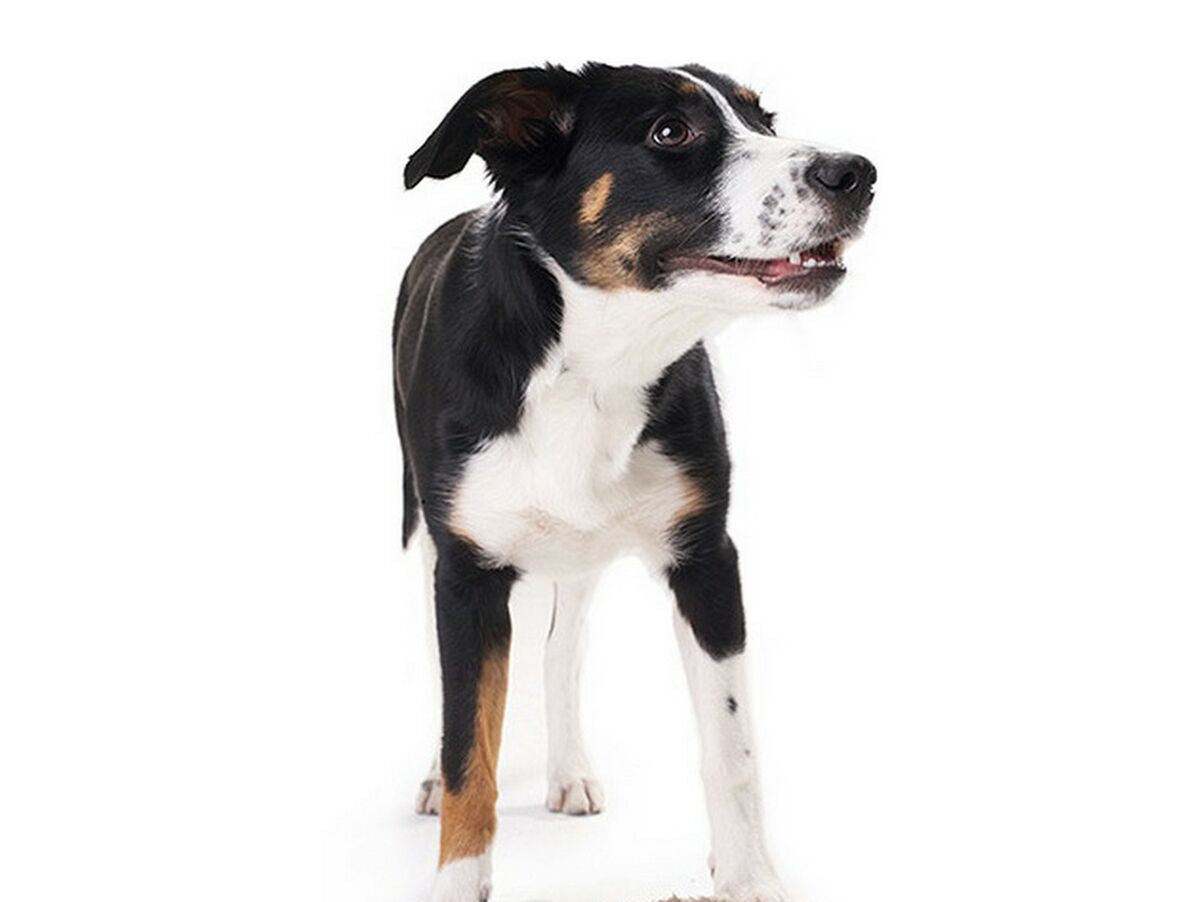 V11H36A8251F88097D677D41989D16D36248R5585058P2