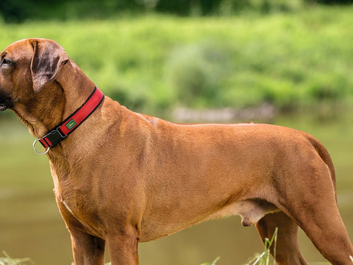 V11HACC116D4FA5EEF6029858ECA343D8441R3618398P2