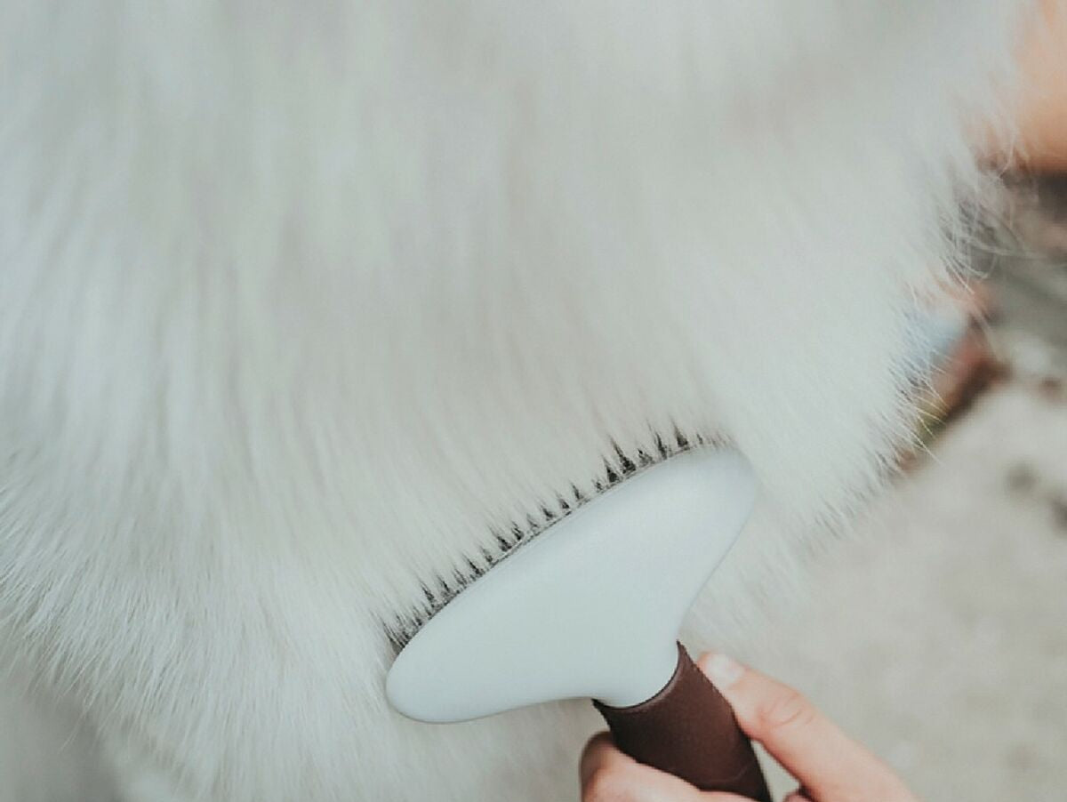 V11HA2B0B3D99558D536A4B82FFD597C8F0ER2351999P2