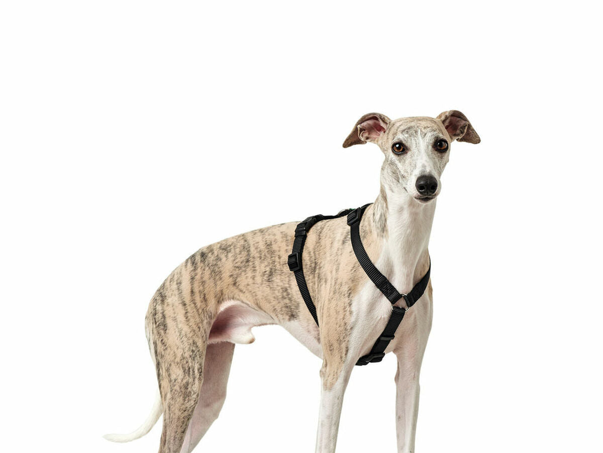 V10HCBAE4B18CB89A356239F59DD466D9E1BR4804818P4