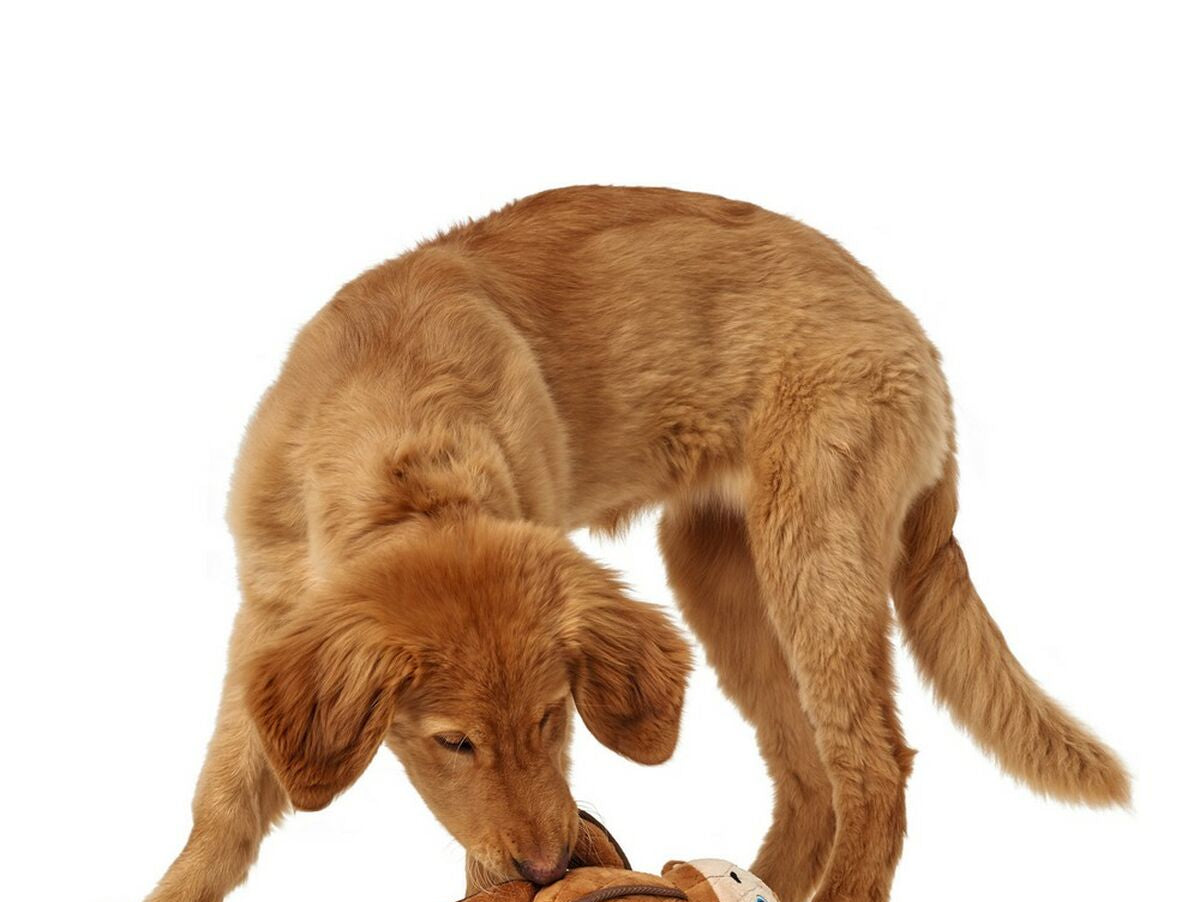 V12HD4A0441B11A8C0E17D342A37AAED2E7ER5585054P2