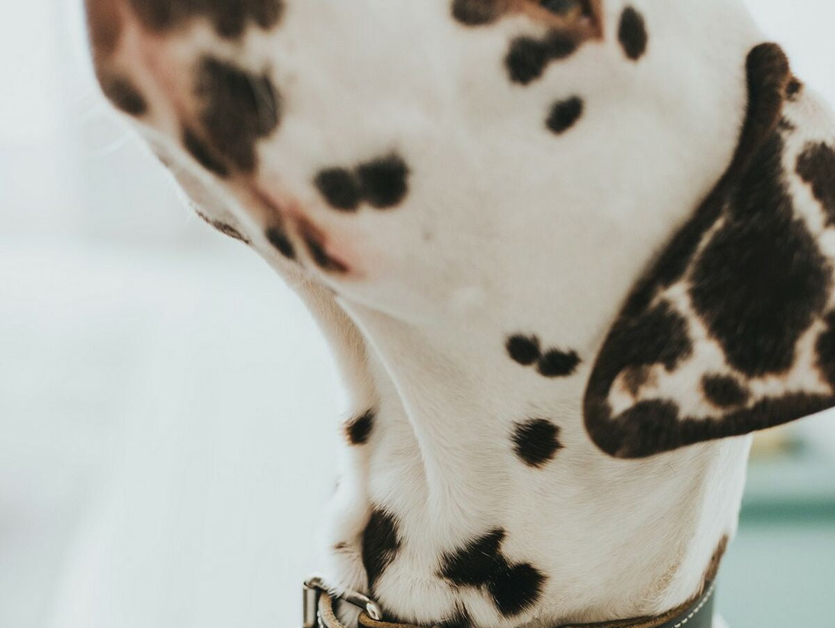 V10H217919244784AB4CC2C367887F37328BR2306633P3