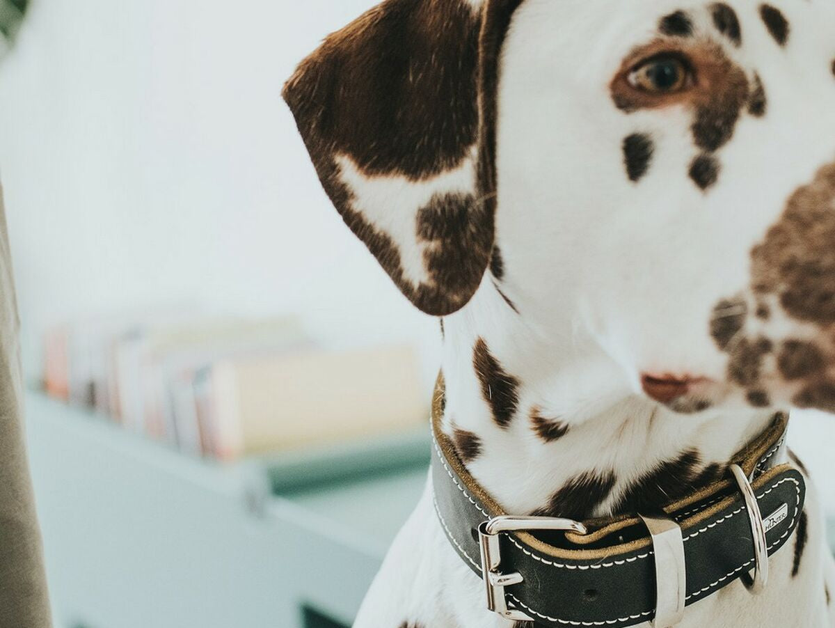 V10H21C7729E8D8FB0F8D490441A2CBFCC28R2306635P2