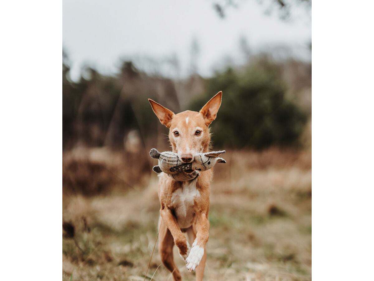 V7HAF8B8457E4D379495FEBC706FF9386E4R5333700P4