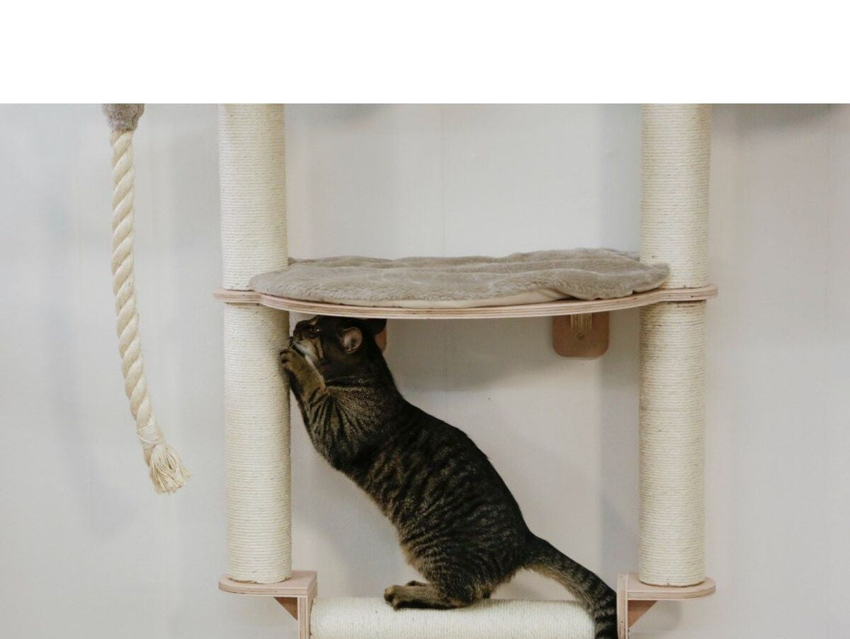 V2H365BA867FCA582D729827B82020D2706R7479793P8