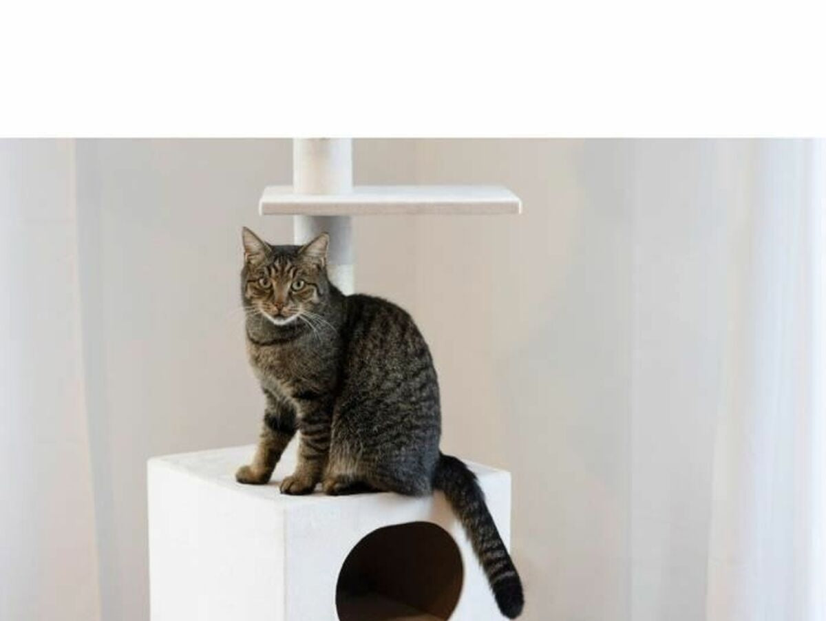 V5H5BEC29FDAE9EA779BB2D6153159A4FB2R5763408P5