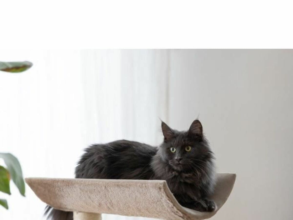 V5HCA9AC4BF781BA6DAA505E9F3DA272F3BR5763433P5