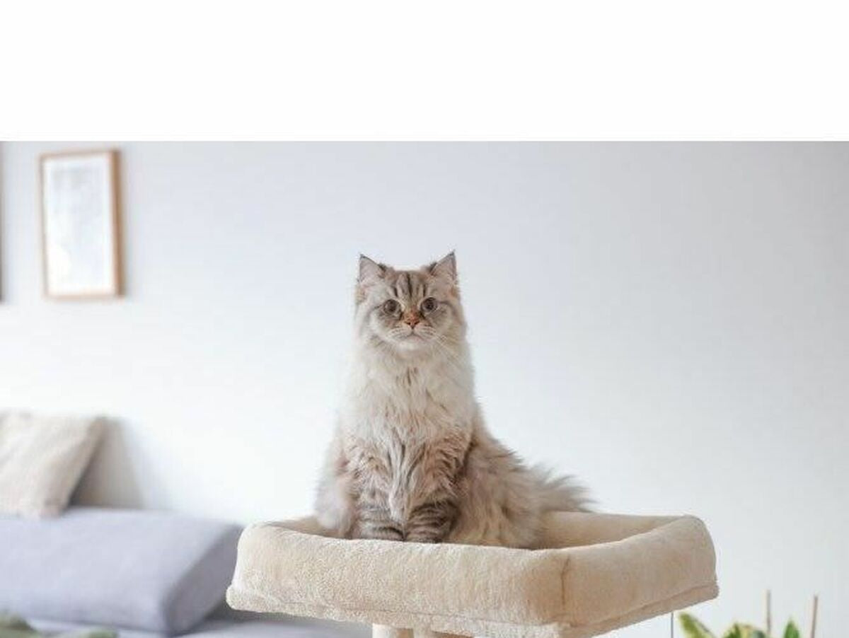 V6H7C4B30B830C82B36885F342DB245BB2FR4896635P5