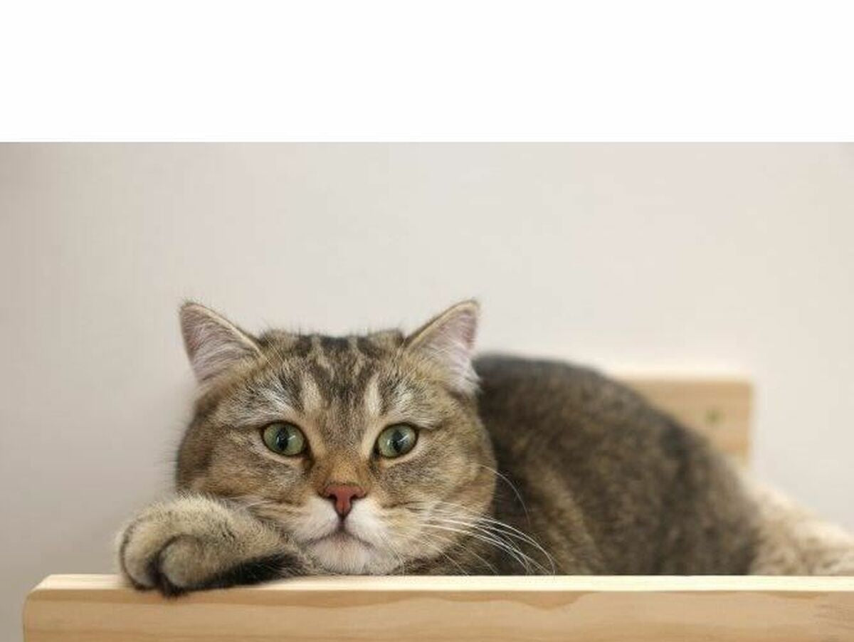 V8H92B7AF94DD45EB16F4CE44975FE155CAR6607406P4