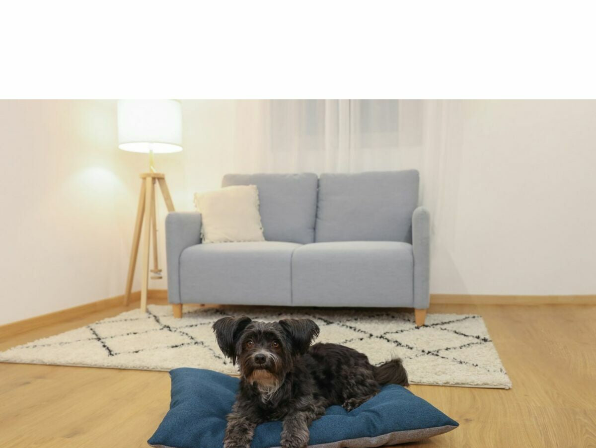 V2HCAF9D6FD27CEBD54B9EAEA88D6E50399R7030879P9