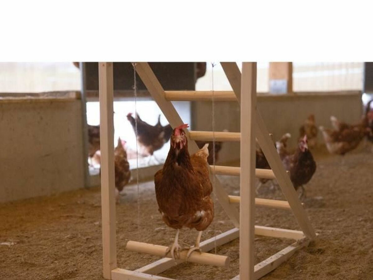 V5H42149861CD3A2C46675FCFF0FAE995FDR6844304P2