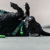 V5HB2D1390541F8DD22F2778DA8F92F4549R5329956P6