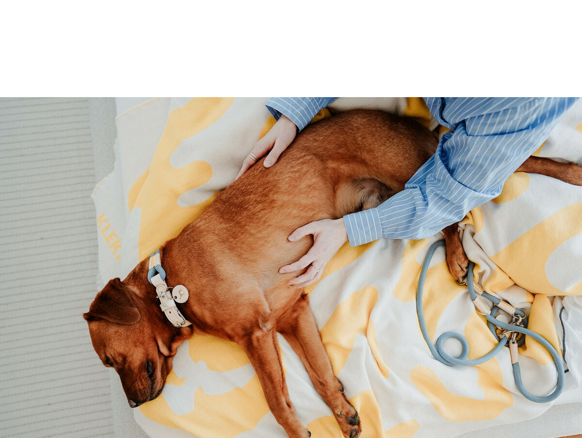 V5H236CD495C55CDD4FEA907415F9150D08R5575436P6