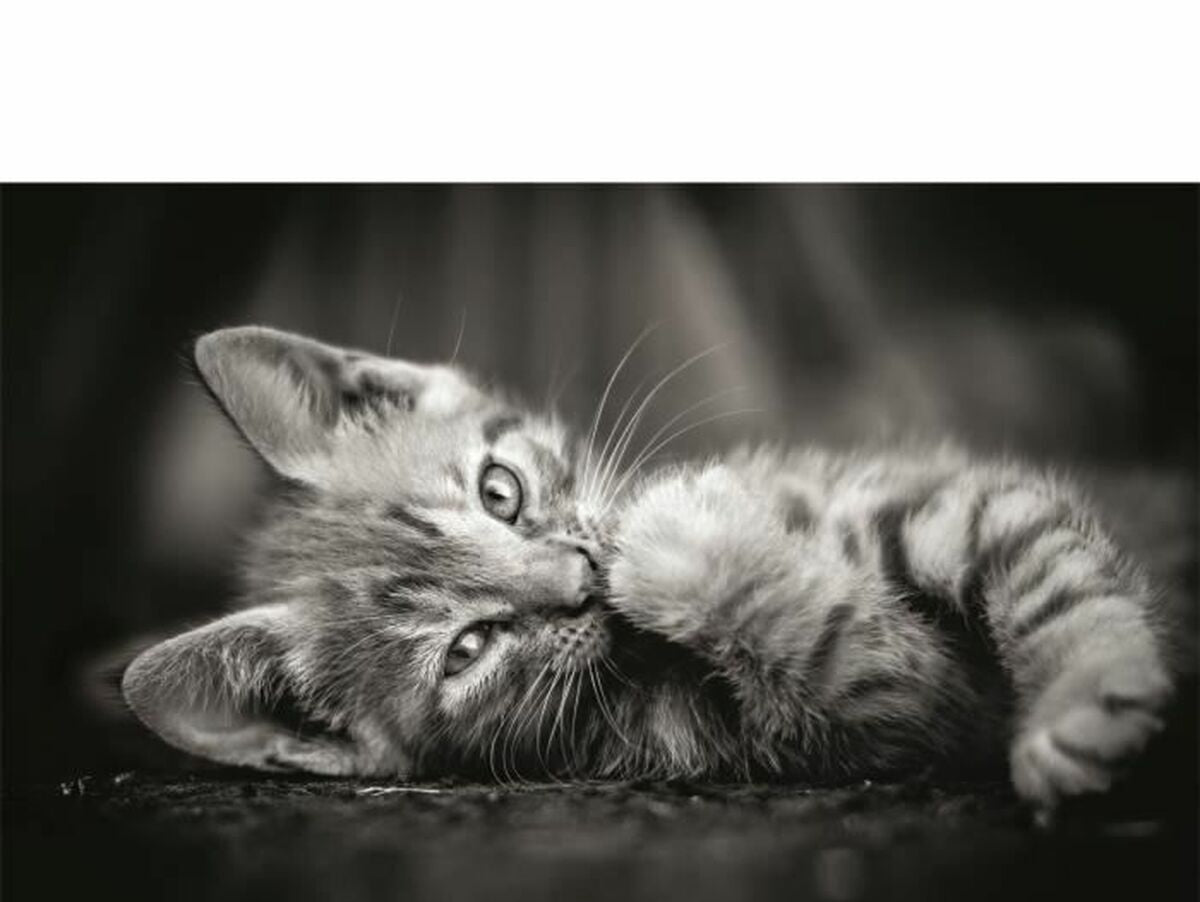 V4HF363532889F93DCDD7128CE3C084FFFBR5803511P2