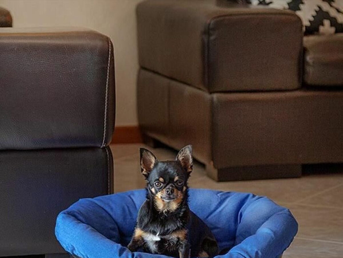 V6H1C7D229651DBBDCFDDC6666FFB54B436R6689575P5