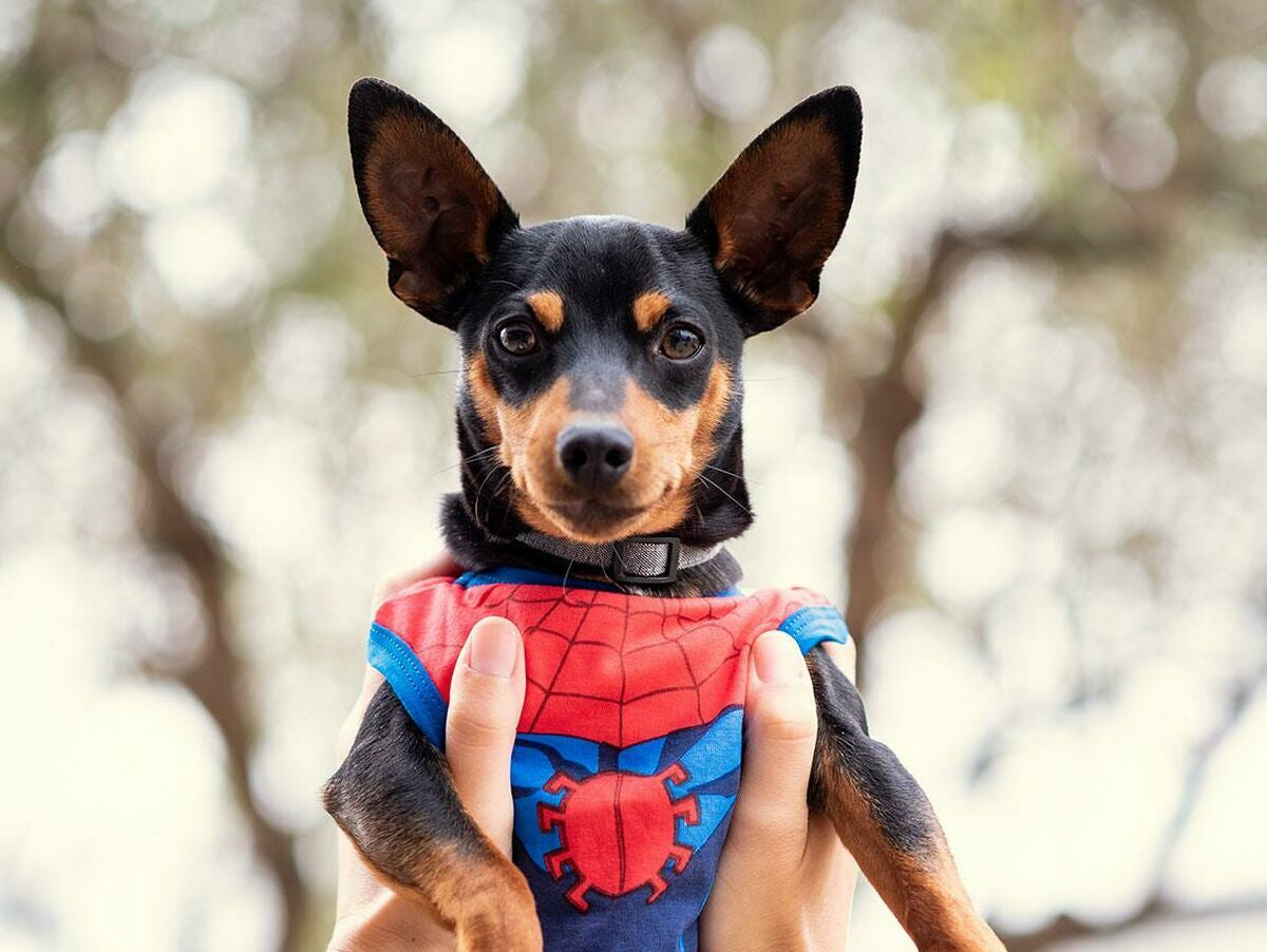 V12H9253463263FEDD01A0DC7F8DFEB542F8R4959696P5