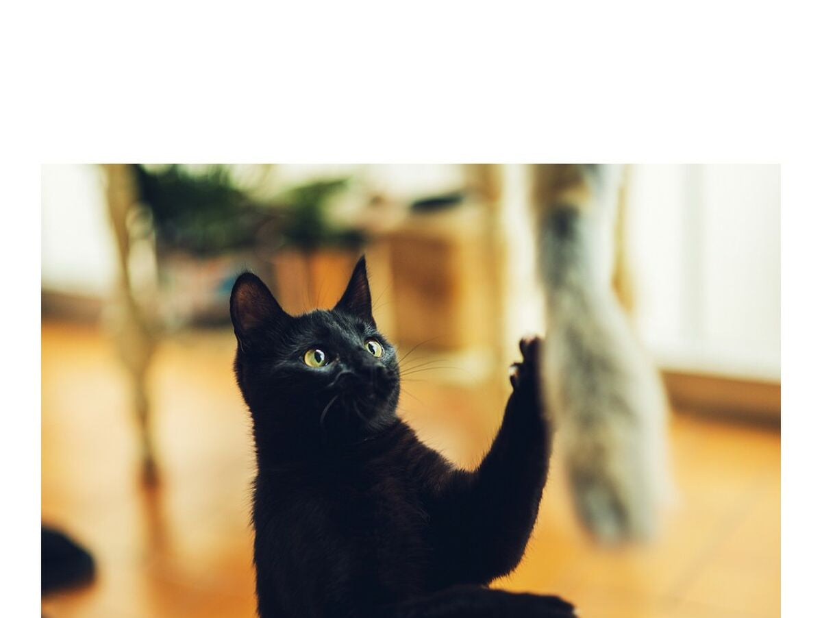 V12H55D4BF7DE337B4525042A3AEF6DF1F1FR4263199P2