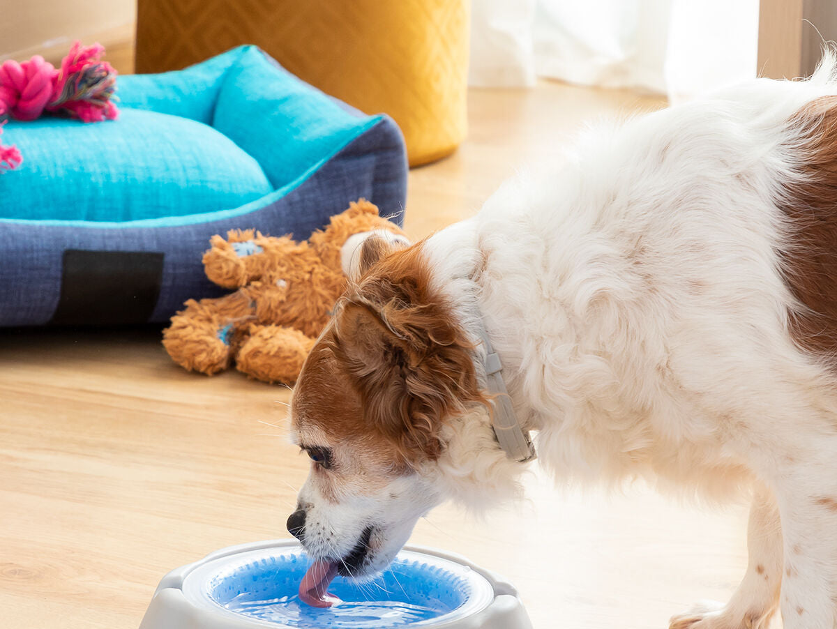 V11HA58EE274208FC8B9D729A54DDCF4F494R5277952P1