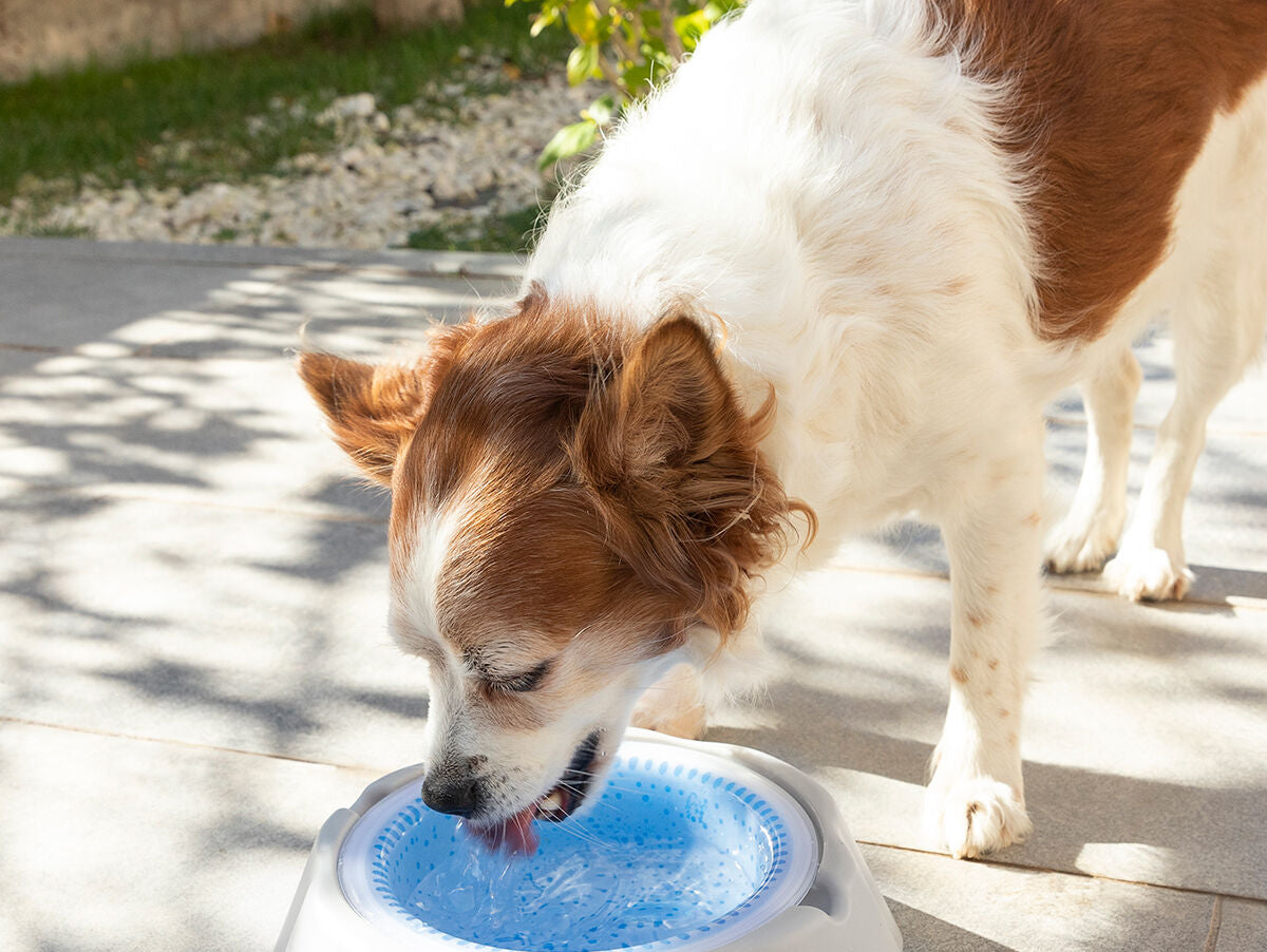 V11HA15A3127D4B7397516D2CA95CE070582R5277958P3