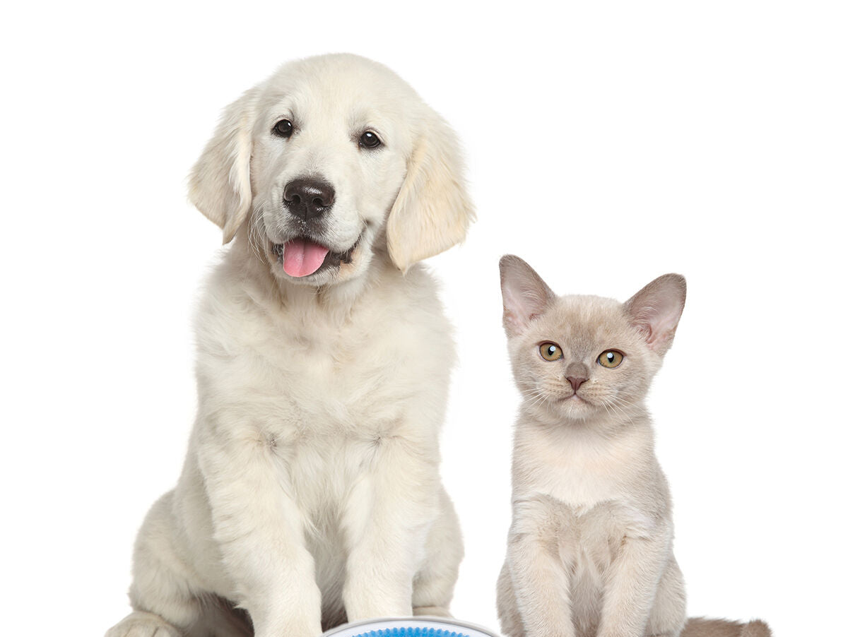 V11H799F11C436AC87F181FBB9F88389634AR5277974P8