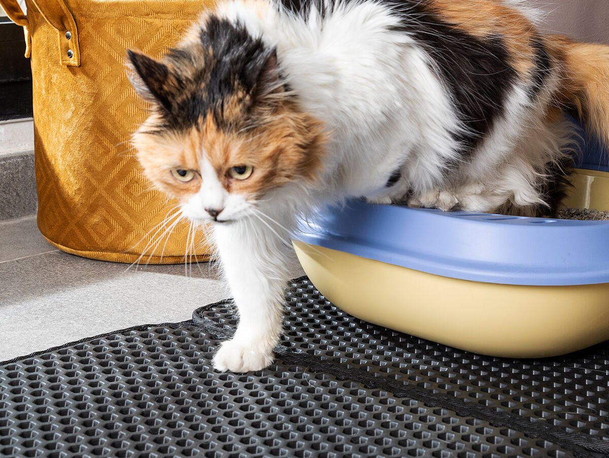 V11H5A8217A25C5A916E2336B92F70315FACR5255852P4