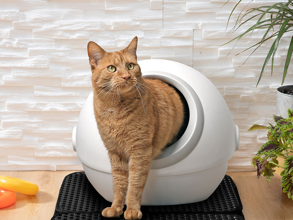 V11H68F5C5AAFBAA0C074998B2BB32D3AFD7R5255861P6