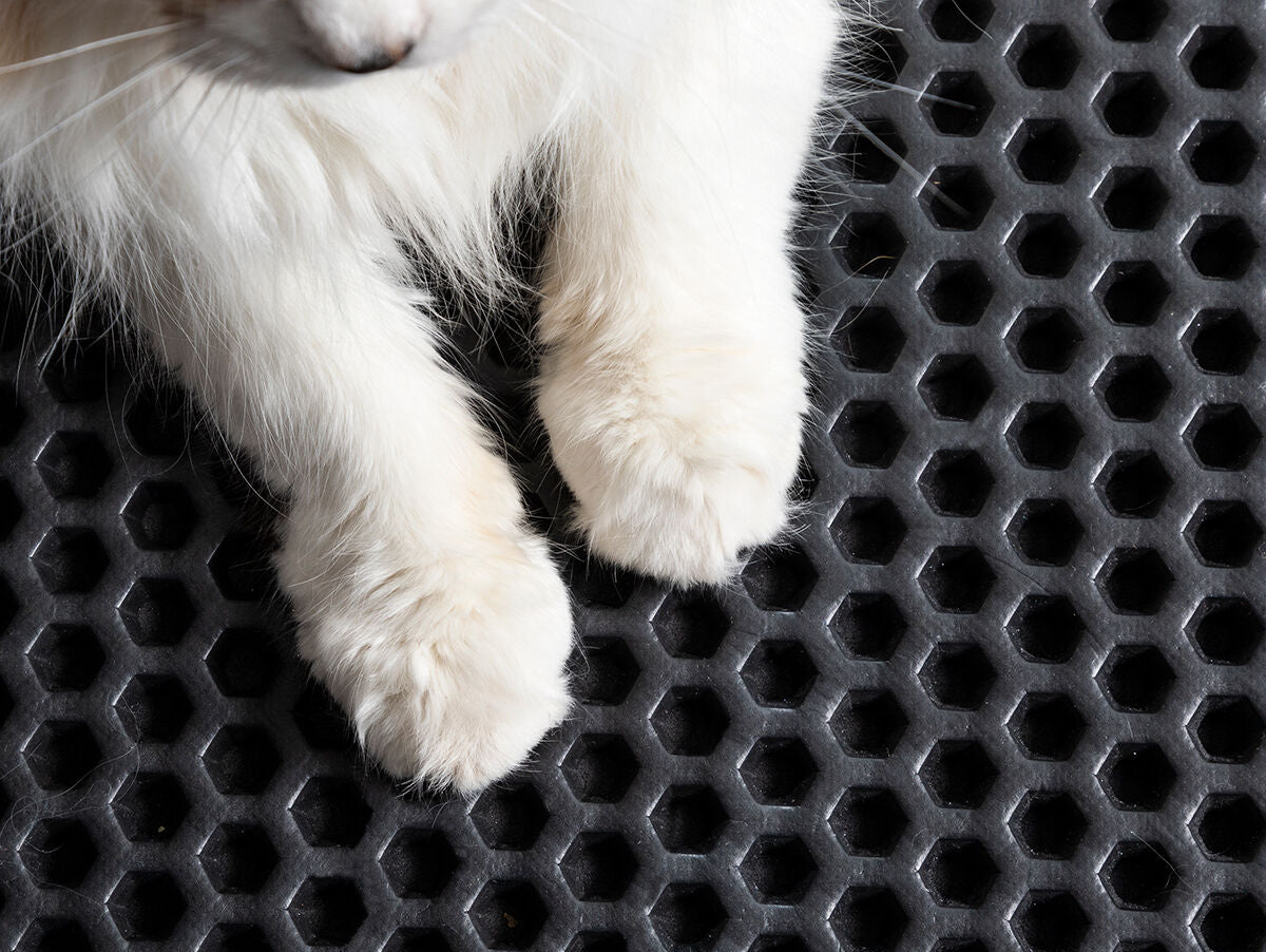 V11H907DD6A6CF7603DB578CBD5AE43DBFB6R5255867P8