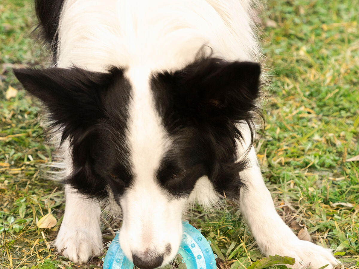 V14H99CB8CE51E2D36E3A61C81104B2D69F0R5279736P7