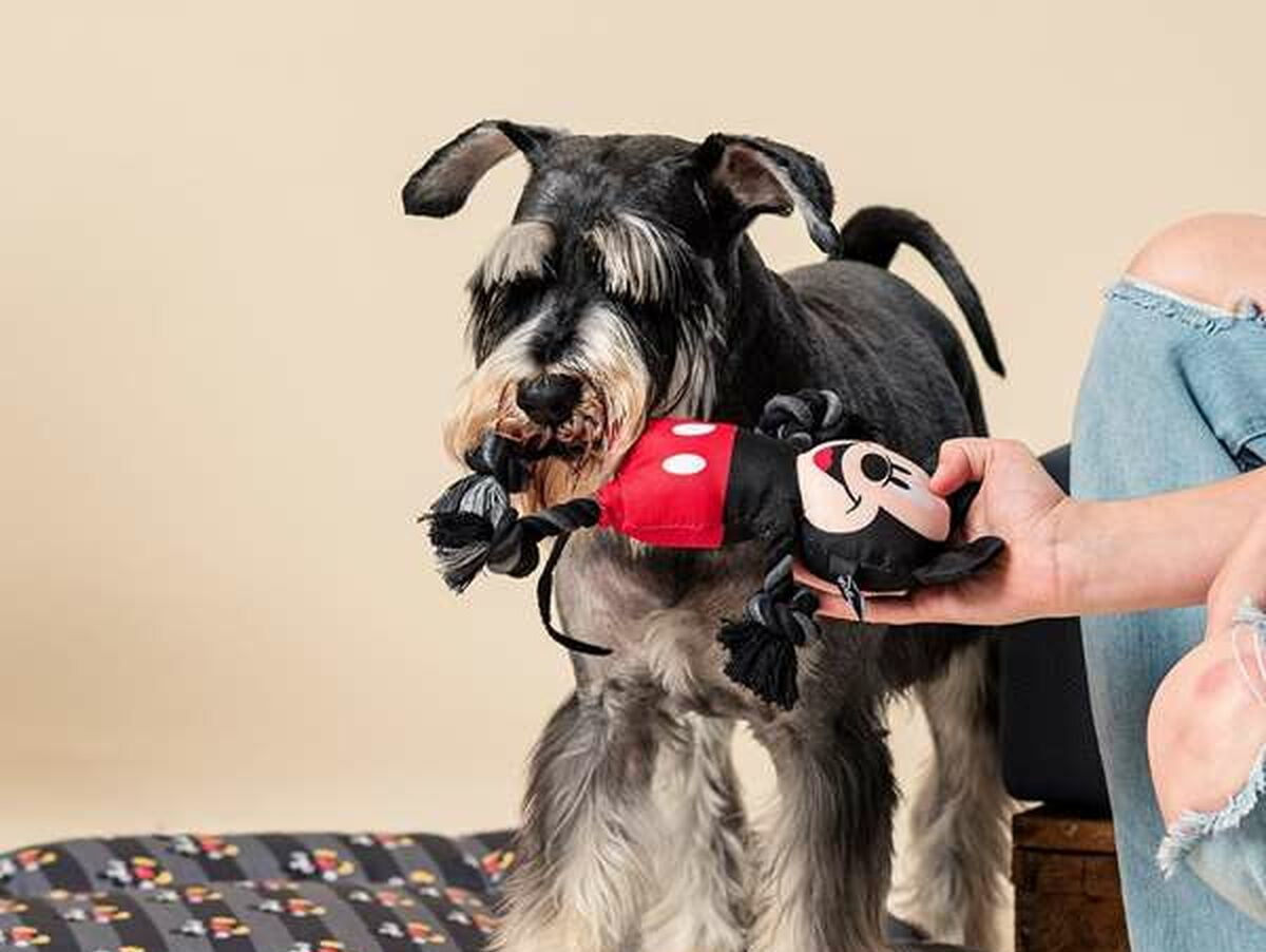 V6H62D77FA783D98431556EB7D2EEF41AC0R6791851P6