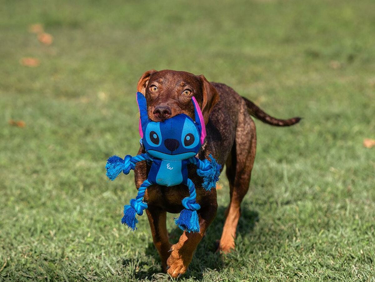 V5H1EB1DEE96AE6AAB1E62EE6200DB2E65DR6715279P6